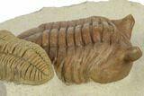 Rare Estoniops & Asaphus Lesnikova Trilobites - Russia #191295-2